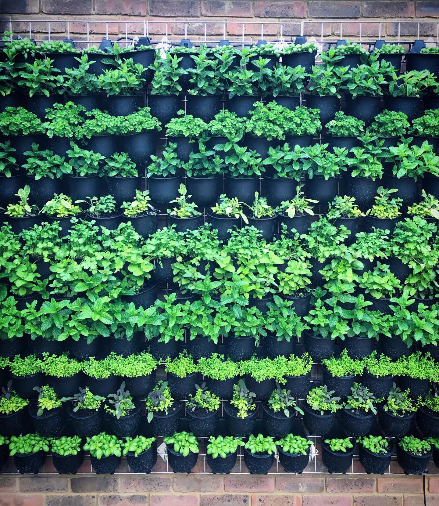 Image of herb wall